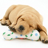 Retriever pup asleep on a toy bone