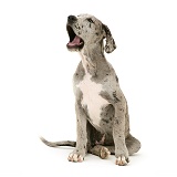 Great Dane puppy yawning