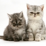 Smoke and silver Exotic shorthair kittens