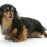 Miniature longhaired Dachshund