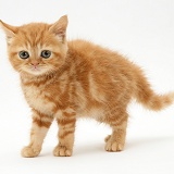 Red tabby British Shorthair kitten