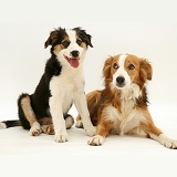 Border Collie mother and pup