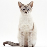 Lilac-point Siamese cat sitting