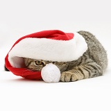 Tabby cat under Santa hat