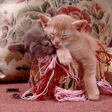 Burmese kittens asleep in an embroidery basket