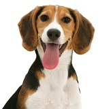 Portrait of Beagle pup