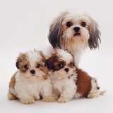 Shih-tzu with two pups
