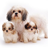 Shih-tzu with two pups