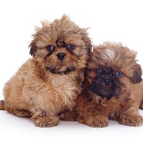 Two Shih-tzu pups