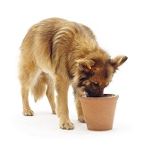 German Shepherd Dog eating from a raised bowl