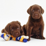 Chocolate Labrador Retriever pups