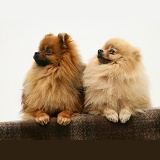 Two Pomeranians with paws over