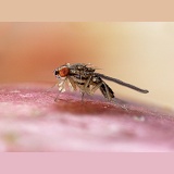 Fruit Fly feeding on fruit juice