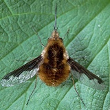 Bee Fly