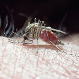 Mosquito female sucking blood