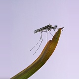 Mosquito male