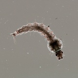 Mosquito larva