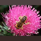 Hairy-legged Mining Bee