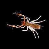 False Scorpion