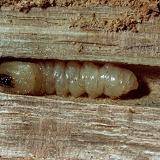 Wasp Beetle larva