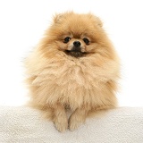 Pomeranian with paws over