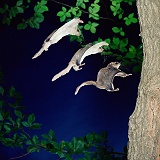 Southern Flying Squirrel multiple exposure