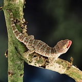 Tokay Gecko