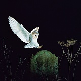 Barn Owl landing on tombstone