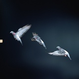 Multiple image of Domestic Pigeon in flight