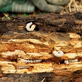 Stag Beetle larvae