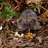 Hedgehog eating a pheasant's egg