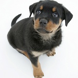 Rottweiler pup looking up