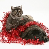 Smoke Exotic kitten and puppy with tinsel