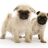 Pugzu (Pug x Shih-Tzu) pup with fawn Pug pup