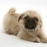 Pugzu (Pug x Shih-Tzu) pup