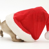 Pug pup in Santa hat