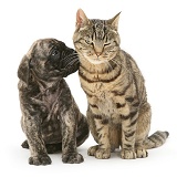 Brindle English Mastiff pup with tabby cat