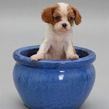 King Charles pup in a blue plant pot