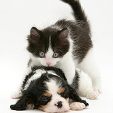 Kitten and sleeping King Charles pup