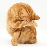Red tabby British Shorthair cat washing her face