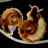 Young ramshorn snails