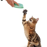 Cat being given food in a plastic bowl