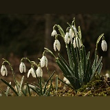 Snowdrops after rain