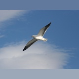 Kelp Gull flying