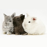 Three cute baby rabbits