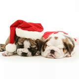 Sleepy Bulldog pups in Santa hats