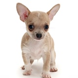 Smooth-haired Chihuahua pup