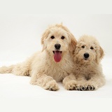 Cream Labradoodle bitch and pup