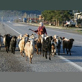 Woman walking a herd of goats along the road
