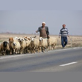 Two men walking sheep along the road